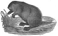 Beaver engraving