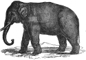 Elephant engraving