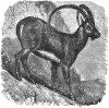 Ibex engraving