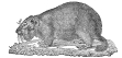 Marmot engraving