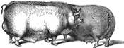 Pig engraving