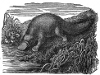 Platypus engraving