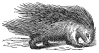 Porcupine engraving