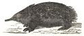 Porcupine Anteater engraving