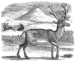 reindeer engraving