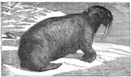 Walrus engraving