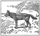 wolf engraving