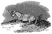 donkey engraving