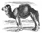 camel engraving