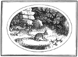 hares and frogs engraving