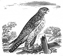 hawk engraving