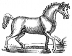horse engraving