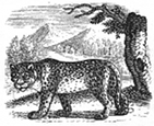 leopard engraving