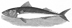 mackerel engraving