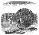 peacock engraving