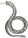 Rattle Snake engraving