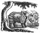 rhinocerus engraving