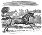 running horse engraving