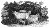 sheep engraving