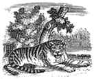 tiger engraving