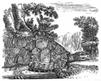 tortoise engraving